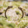 Fenrir Armring Historical Bronze - Northlord
