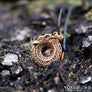 Jormungandr Pendant With Runes Bronze - Northlord