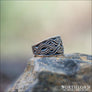 Magyar Ring From The Viking Age Historical Bronze - Northlord