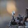 Serpent Dragon Ring Sterling Silver Northlord