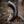 Natural Drinking Horn Curved Style - Northlord